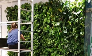 installing a green plant wall