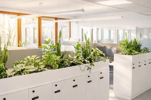Växter ovanpå skåp