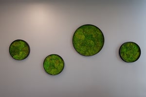 finanssiala kasvit toimistossa (18)