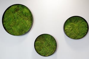 finanssiala kasvit toimistossa (20)