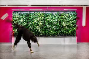 medialukio_cartwheel_1200